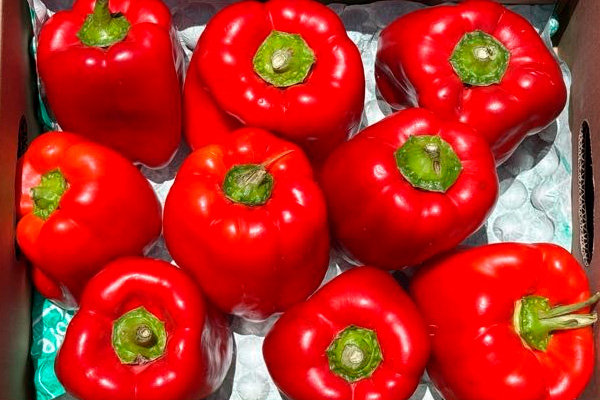 Rote Paprika kaufen